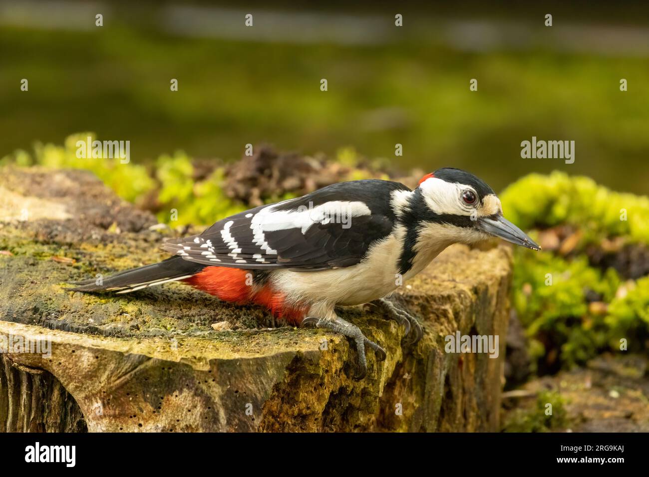 Ottimo picchio maculato che cerca cibo tra il legno della foresta Foto Stock
