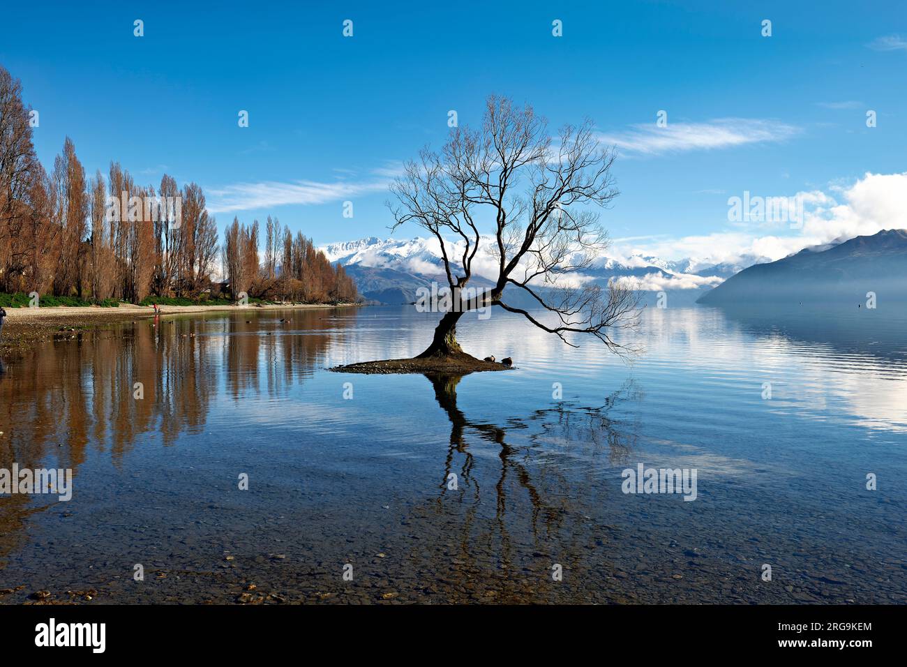 Nuova Zelanda. Quel Wanaka Tree. Lago Wanaka. Otago Foto Stock
