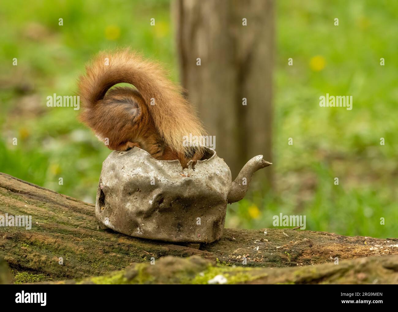 Grazioso piccolo scoiattolo rosso scozzese seduto sul bordo di un vecchio bollitore in pastella che mangia un noce nel bosco con sfondo naturale della foresta Foto Stock