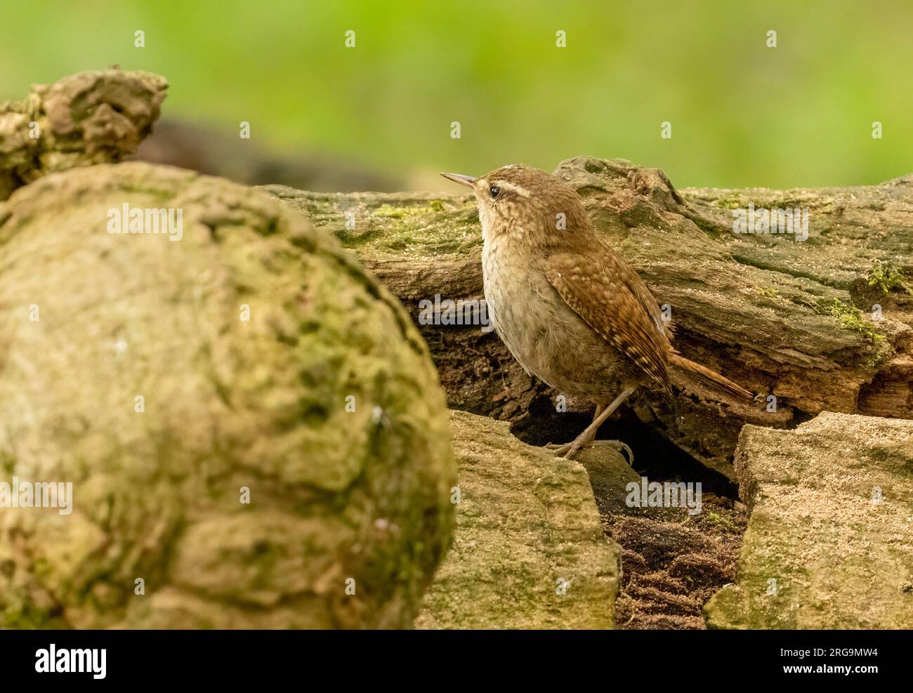 Piccolo uccello wren che cerca cibo intorno a vecchi tronchi d'albero nella foresta con sfondo naturale Foto Stock