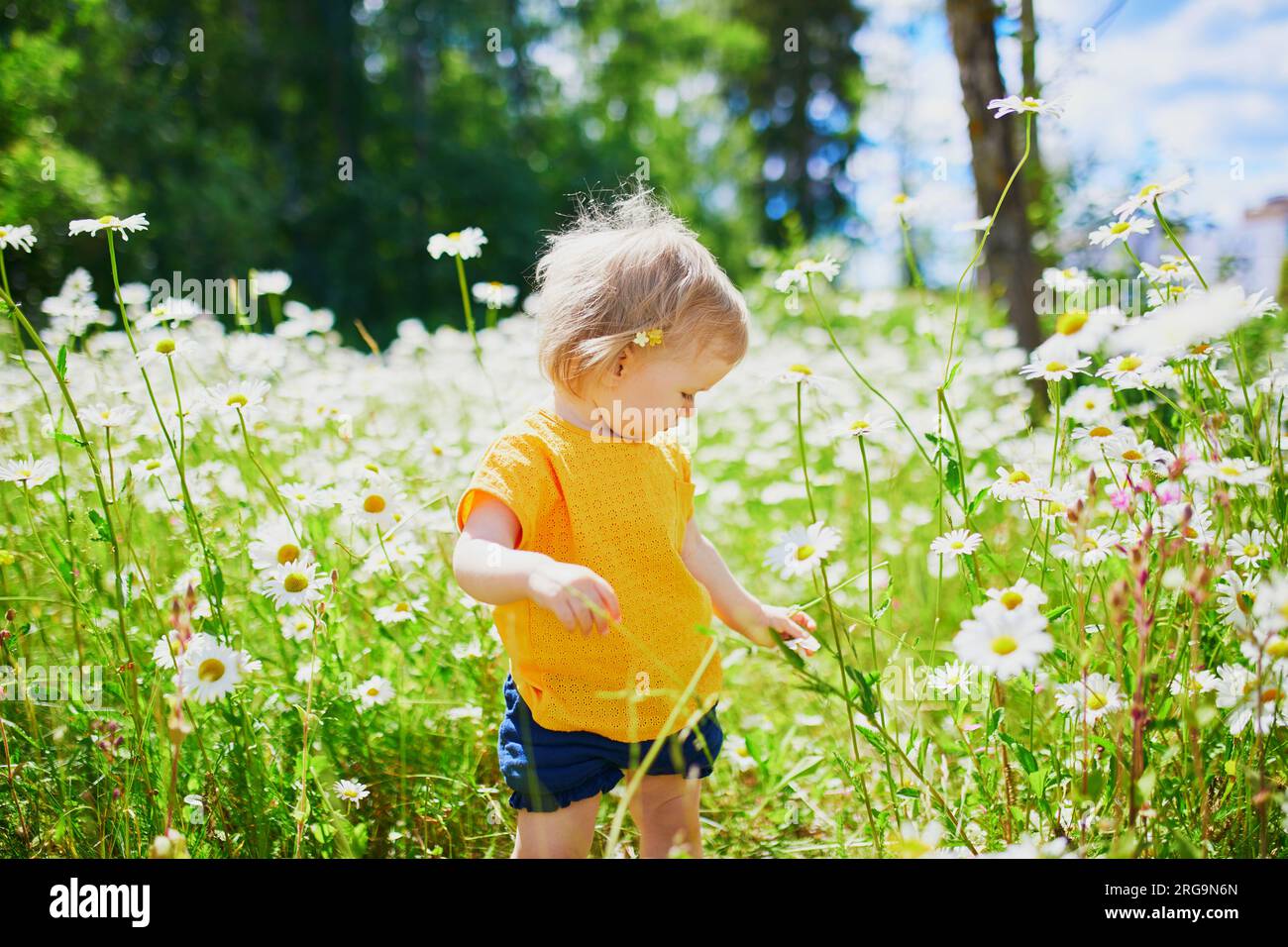 Adorabile bambina in mezzo all'erba verde e alle splendide margherite in un giorno d'estate. Bambini piccoli che si divertono all'aperto. Ragazzo che esplora la natura Foto Stock