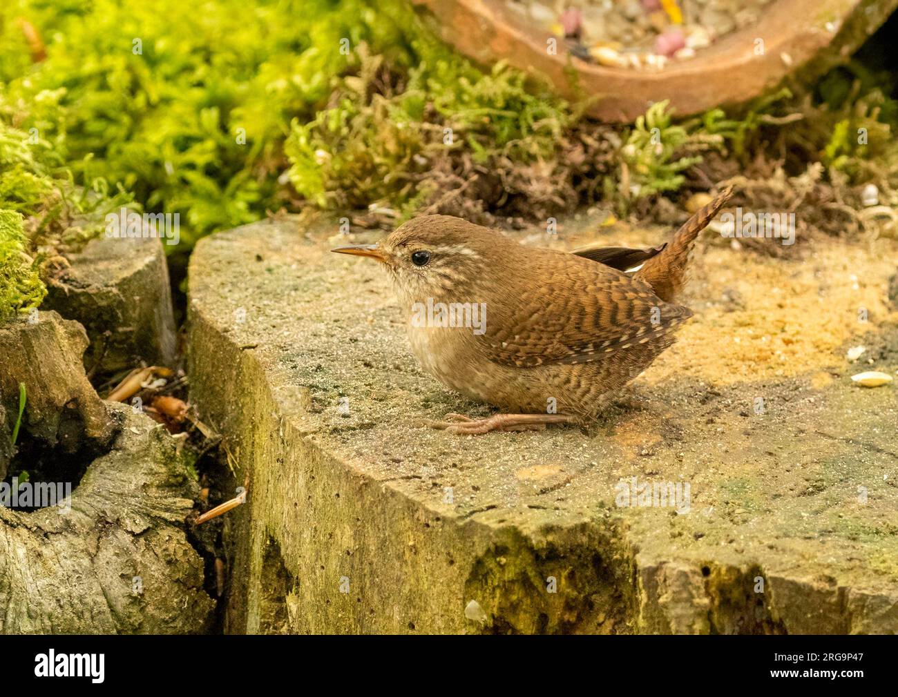Piccolo uccello wren che cerca cibo intorno a vecchi tronchi d'albero nella foresta con sfondo naturale Foto Stock