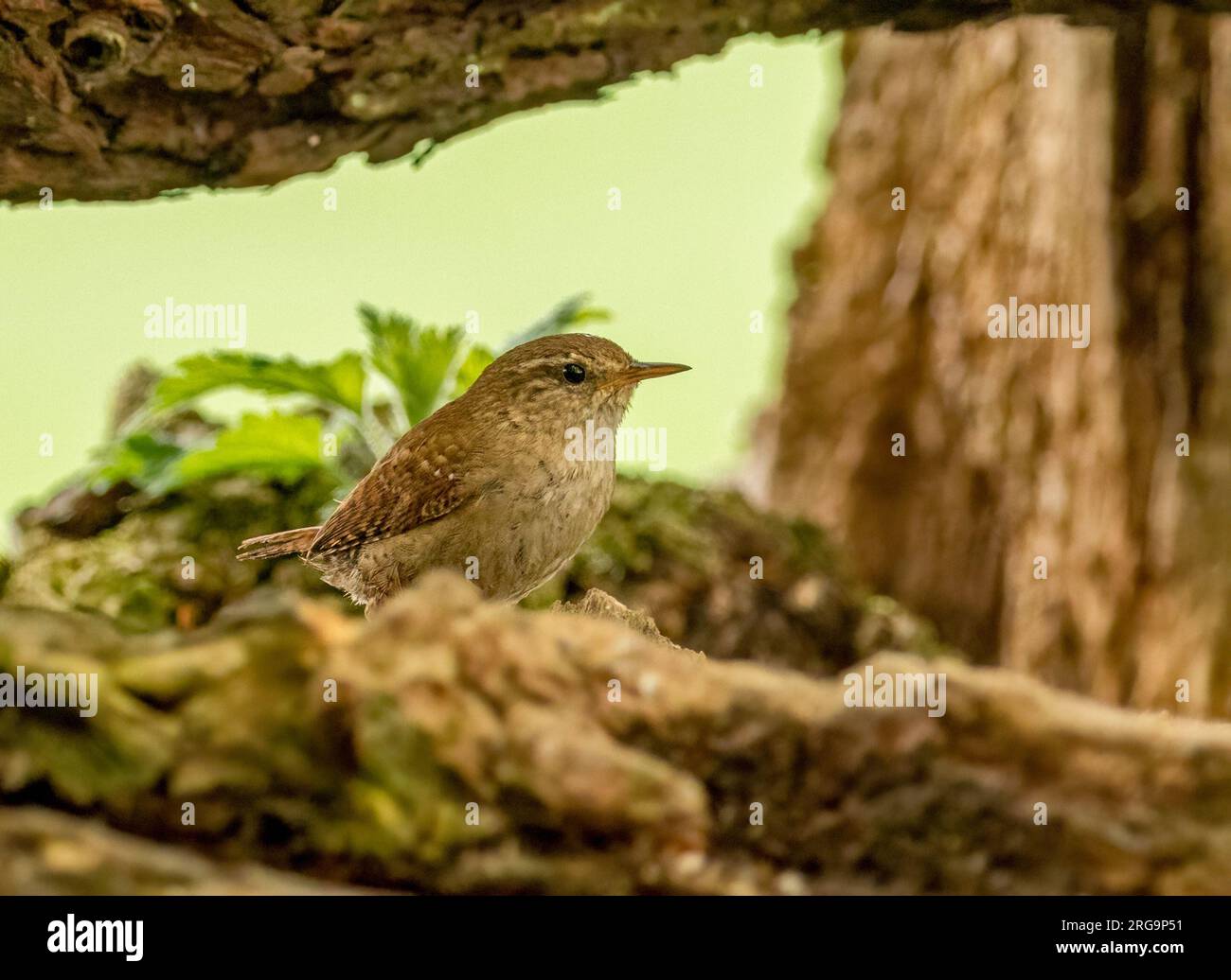 Piccolo uccello wren che cerca cibo intorno a vecchi tronchi d'albero nella foresta con sfondo naturale Foto Stock