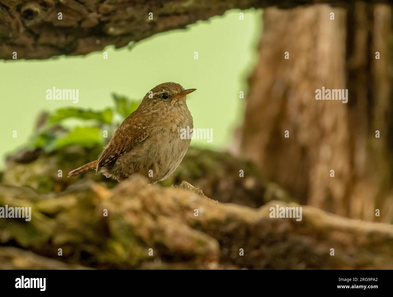 Piccolo uccello wren che cerca cibo intorno a vecchi tronchi d'albero nella foresta con sfondo naturale Foto Stock