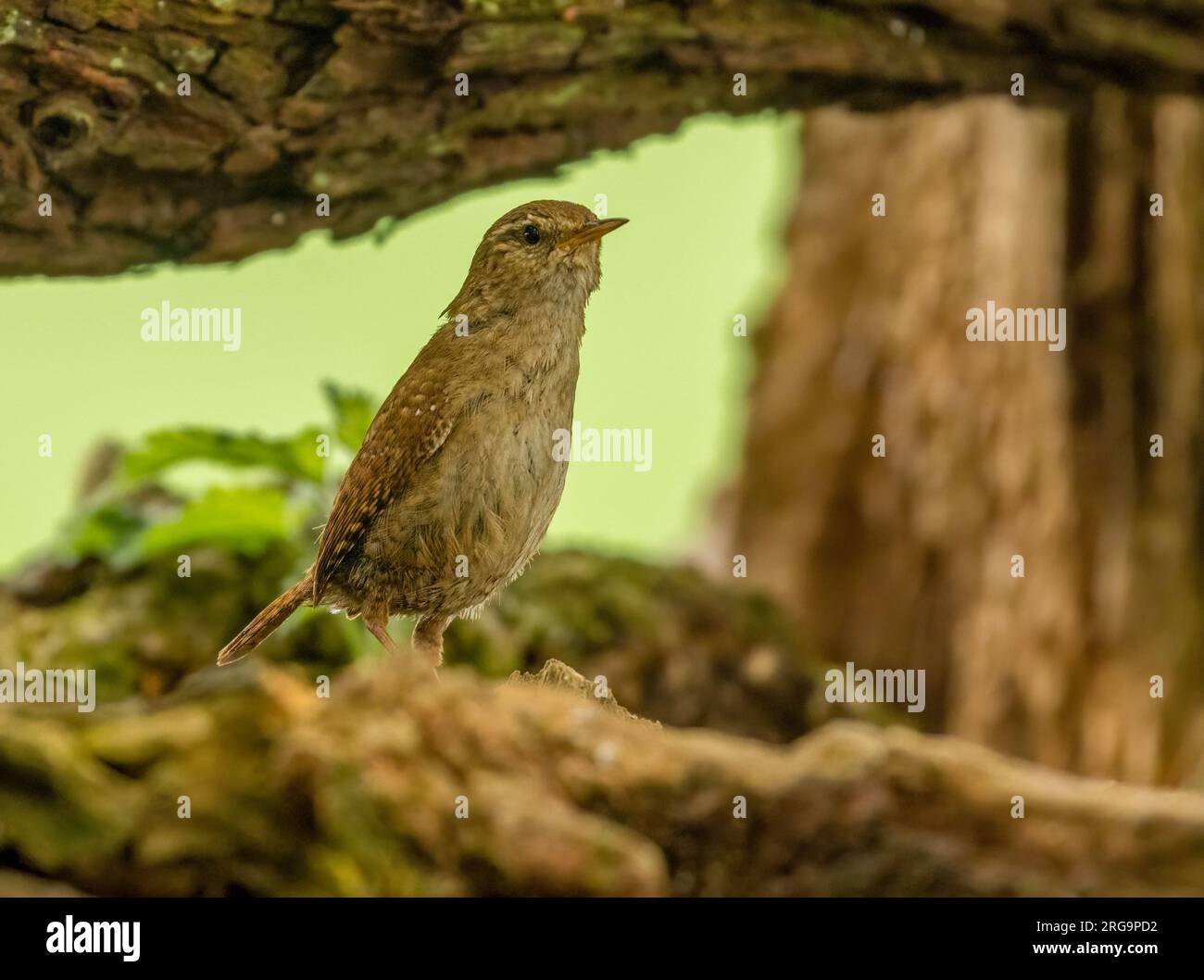 Piccolo uccello wren che cerca cibo intorno a vecchi tronchi d'albero nella foresta con sfondo naturale Foto Stock