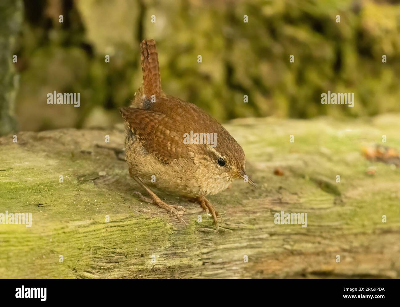 Piccolo uccello wren che cerca cibo intorno a vecchi tronchi d'albero nella foresta con sfondo naturale Foto Stock