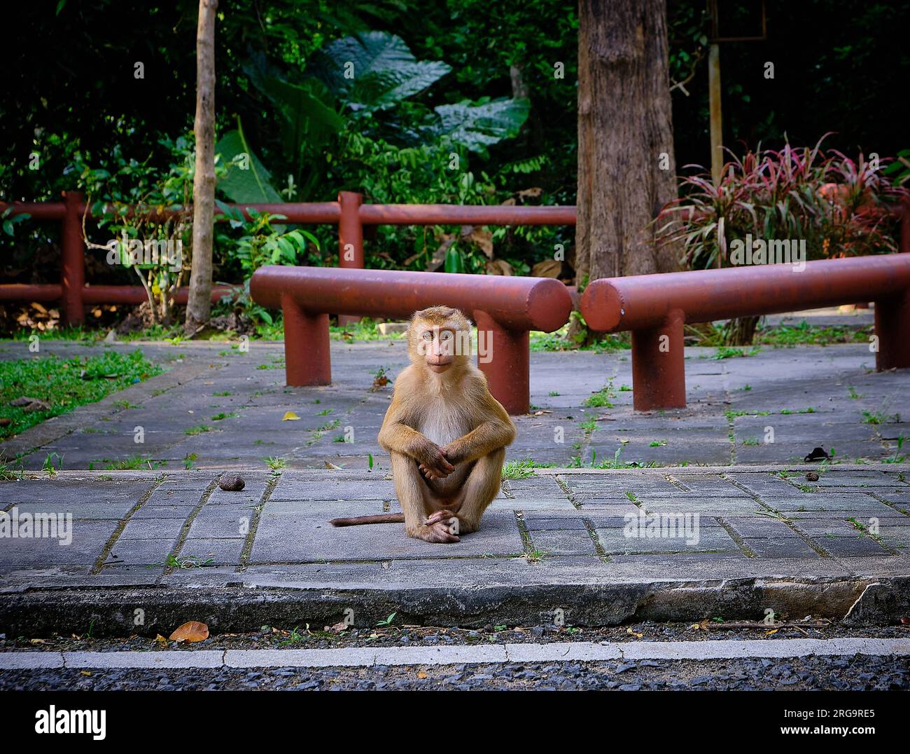 Scimmia macaca seduto sulla strada e in posa davanti alla macchina fotografica presso il punto panoramico Monkey Hill Phuket Foto Stock