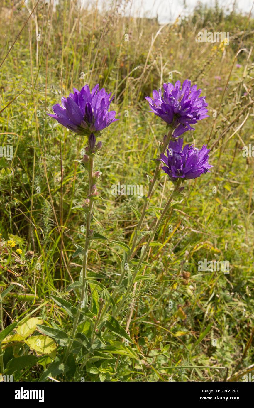 Fiore di campanella in grappolo, Campanula glomerata, tre teste di fiori, a Levin Down, Singleton, Sussex, luglio Foto Stock