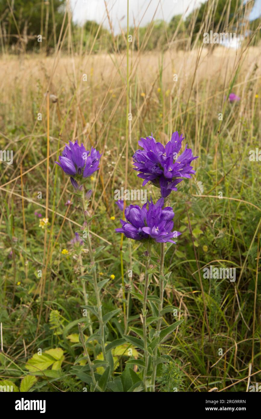 Fiore di campanella in grappolo, Campanula glomerata, tre teste di fiori, a Levin Down, Singleton, Sussex, luglio Foto Stock