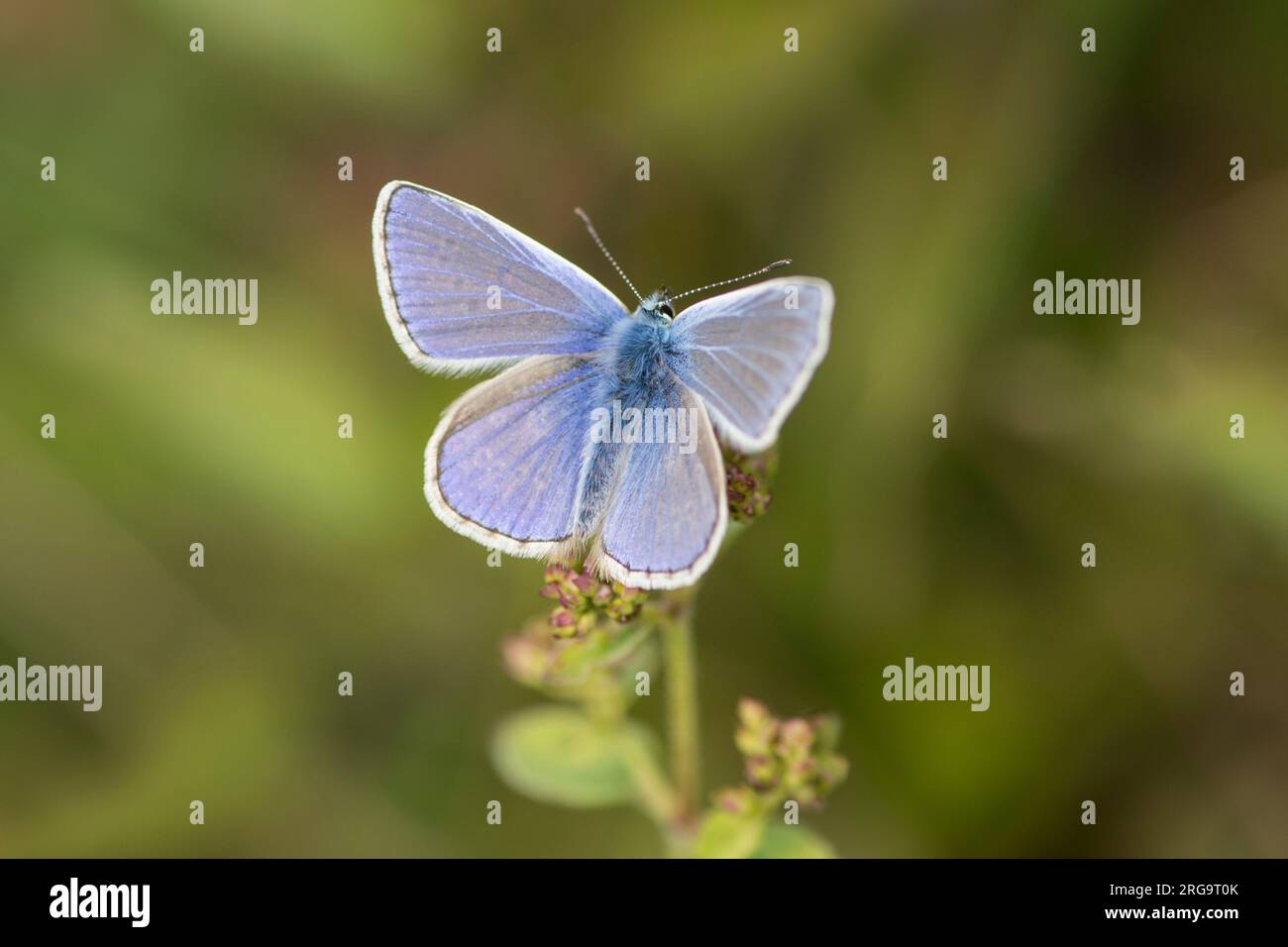 Farfalla blu comune, Polyommatus icarus, maschio, ali aperte, superiore, Levin Down, Singleton, luglio, apertura delle ali, Foto Stock