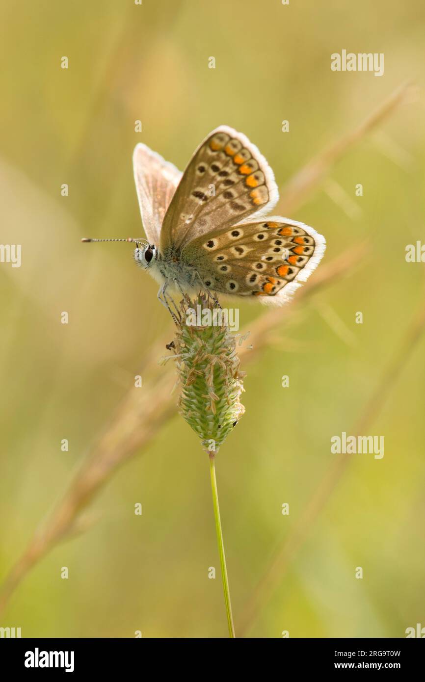 Common Blue Butterfly, Polyommatus icarus, femmina con ali aperte, vista laterale, Levin Down, luglio Foto Stock