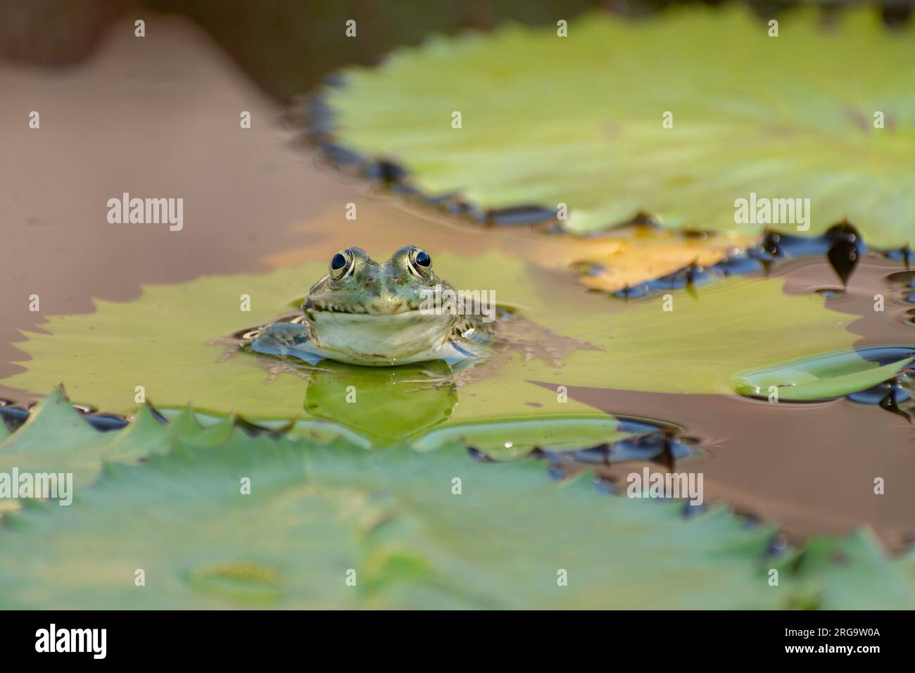 Zurigo, Svizzera, 14 luglio 2023 Rana si rilassa in uno stagno con qualche giglio d'acqua in una giornata di sole Foto Stock