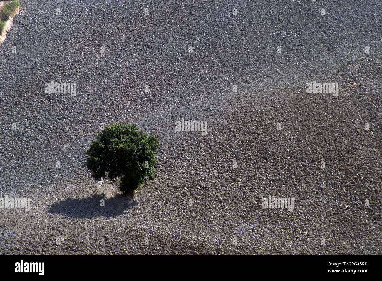una quercia solitaria in un campo arato Foto Stock