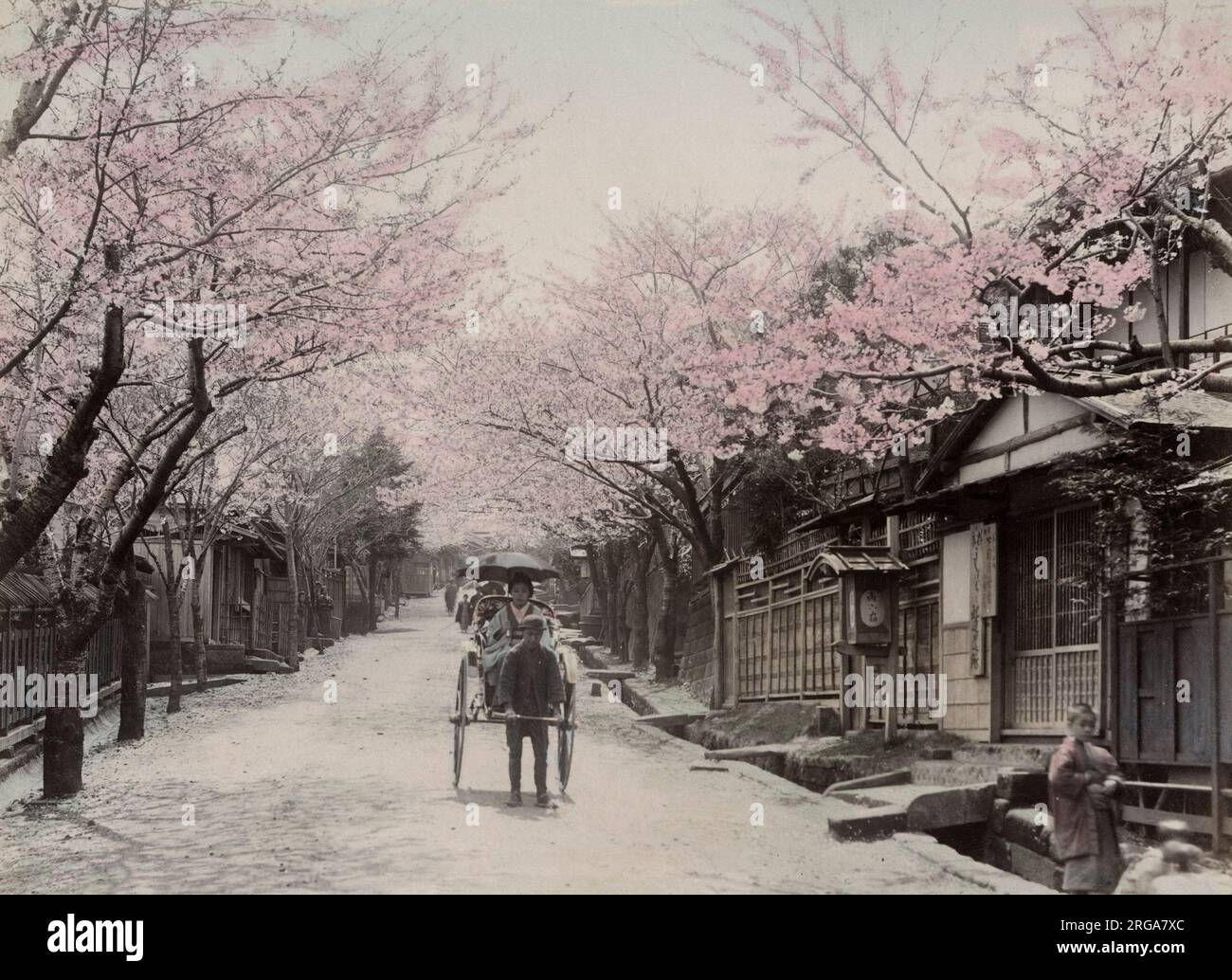 Fiore di ciliegio e risciò, Nogeyama, Yokohama, Giappone. Vintage 19th ° secolo fotografia. Foto Stock