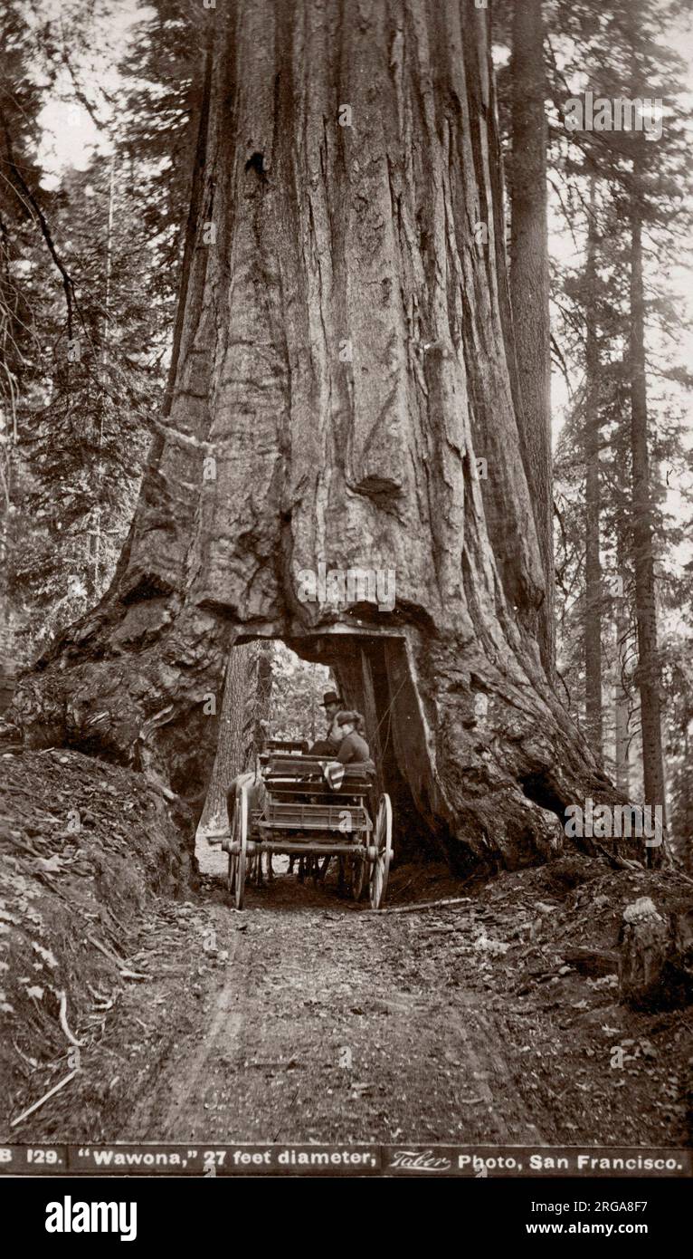 C.1880s - Il Wawona Tree, noto anche come il Wawona Tunnel, albero di sequoia gigante in Mariposa Grove, Yosemite National Park, California, Stati Uniti d'America, si è levato in piedi fino al febbraio 1969 - Isiah Taber studio Foto Stock