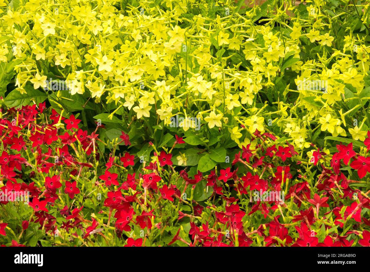 Fiori Nicotiana alata 'Lime Green' e Nicotiana alata 'Saratoga Red' biancheria da letto giallo rosso tabacco fiorente in giardino Foto Stock