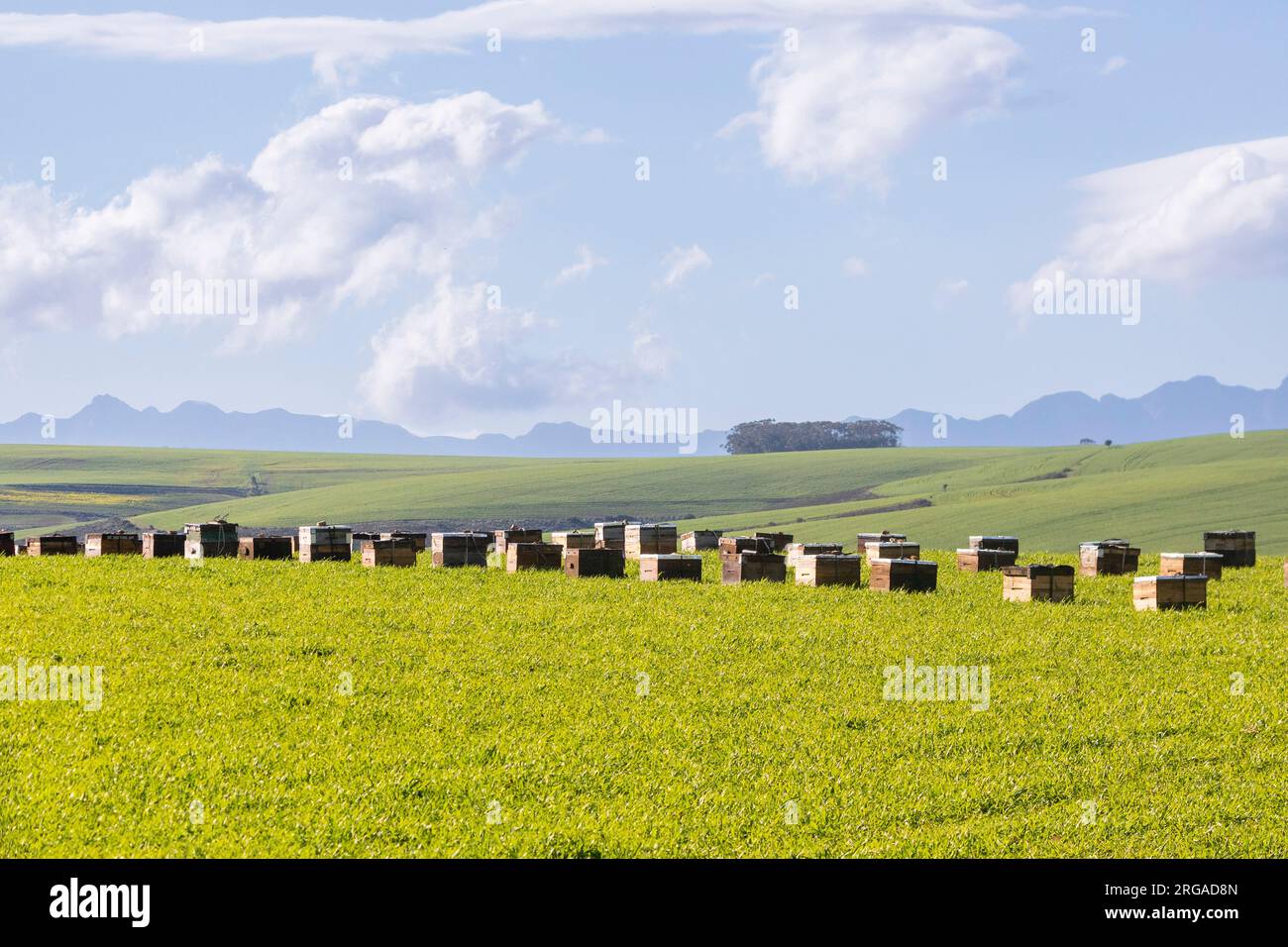 Grande collezione di alveari in legno in un campo agricolo alla luce della sera, Overberg, Capo Wetern, Sud Africa Foto Stock