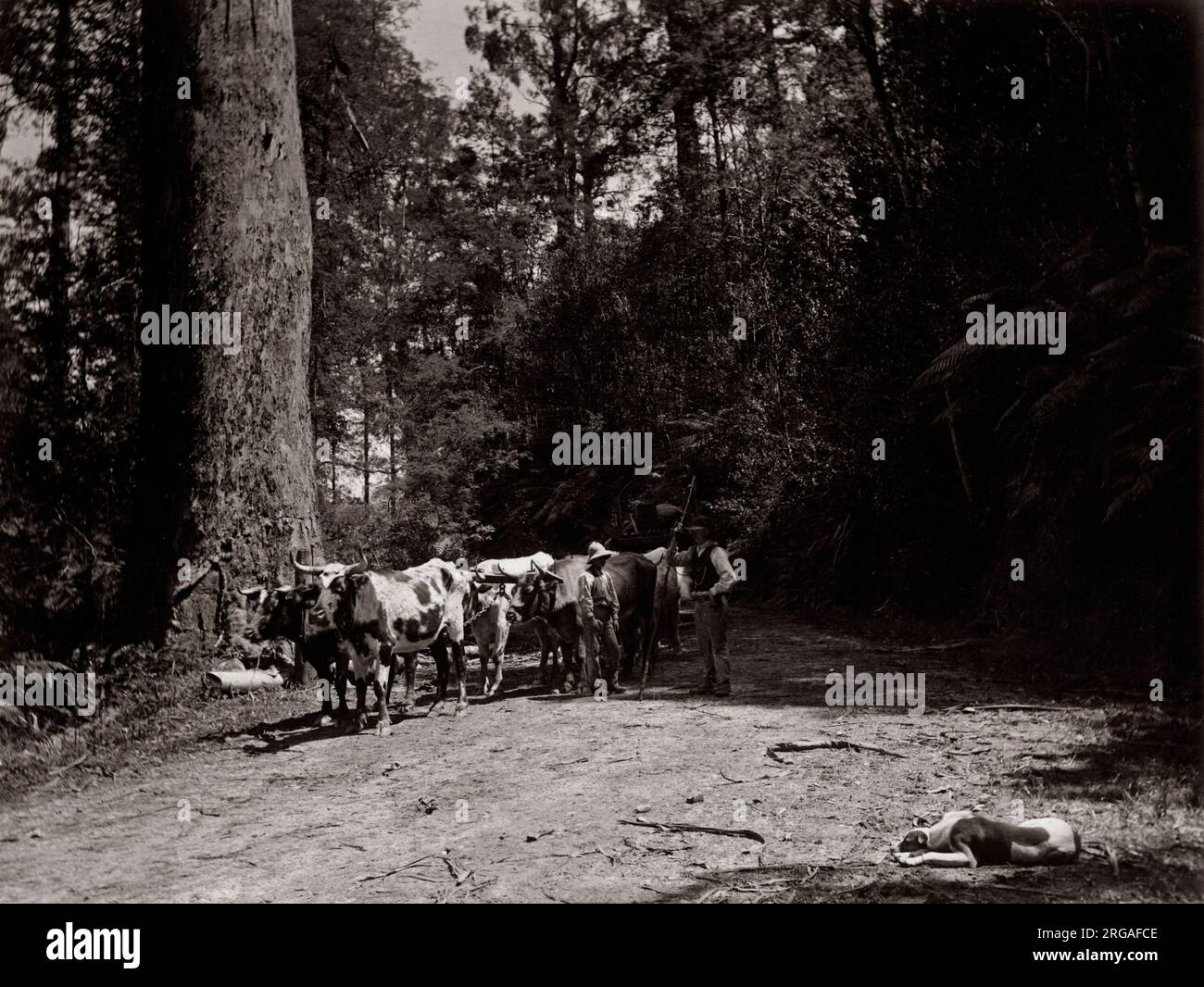 Il team di giovenco, Australia, c.1900 Foto Stock