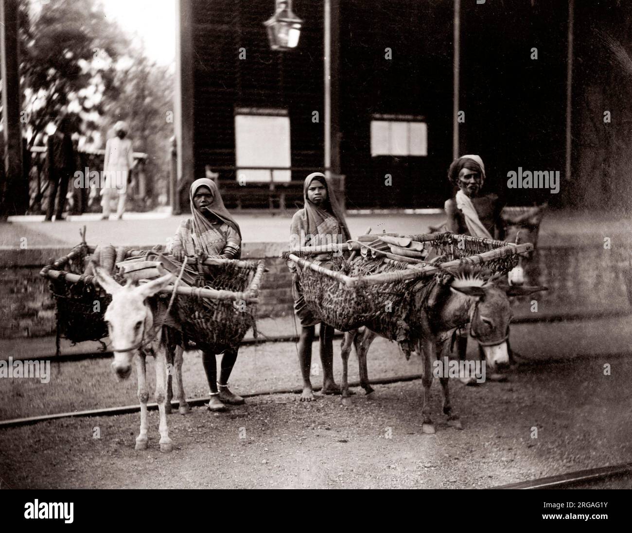 c. 1880s India - immagine di un album di 'tipi' e mestieri' indiani progettato per illustrare l'India ad uno spettatore britannico - carrelli asini con panniers e carico Foto Stock
