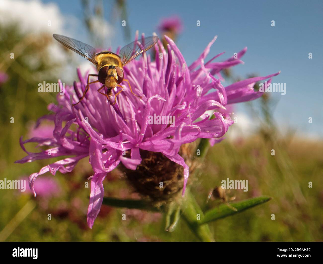 Orfani con bande minori o alate di vetro (Syrphus vitripennis) che si annidano su una knapweed maggiore (Centaurea scabiosa), prateria di gesso, Wiltshire, Regno Unito. Foto Stock