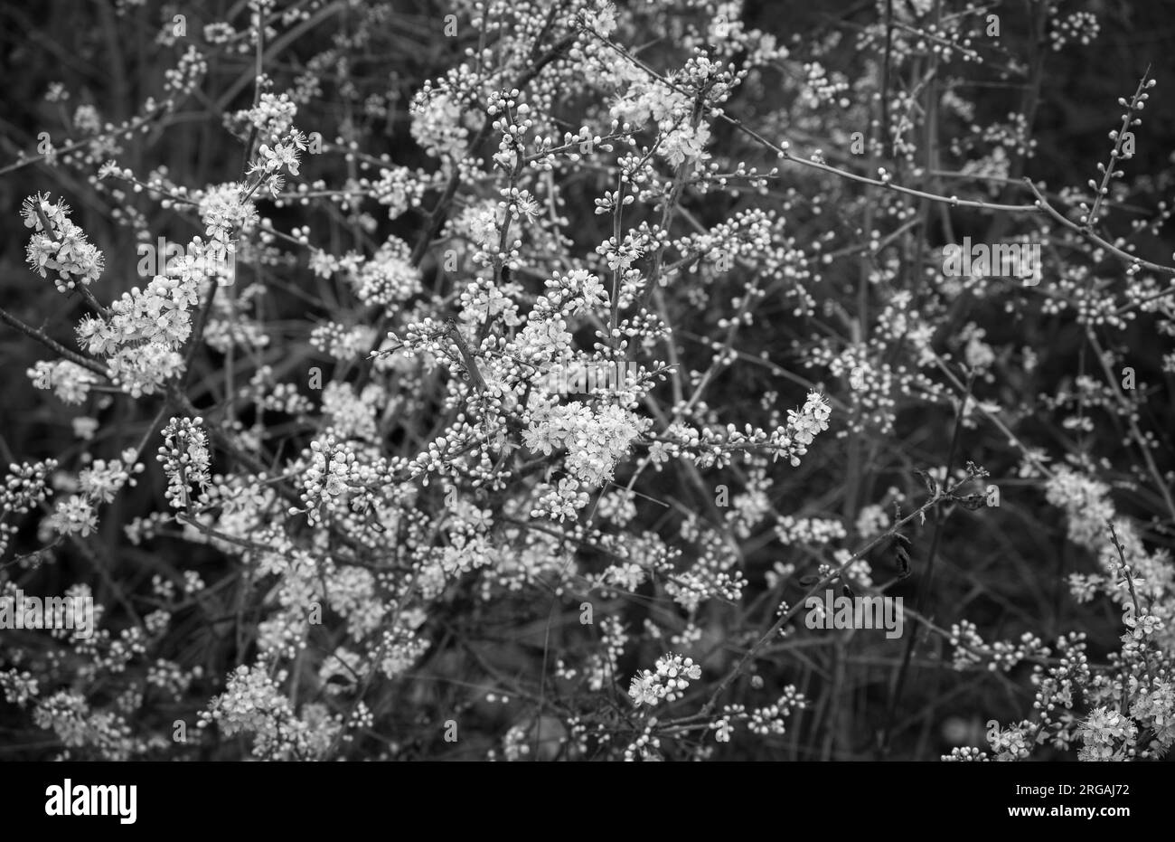 Un gruppo di piccoli fiori bianchi e gemme in primo piano monocromatico in primavera Foto Stock
