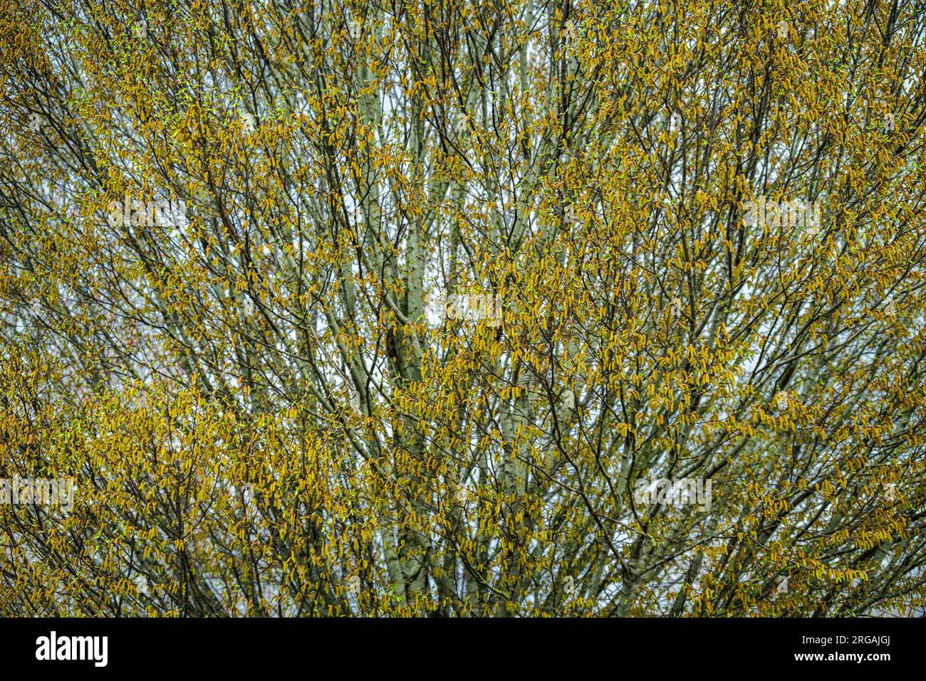 Rami di Hazel in fiore all'inizio della primavera Foto Stock