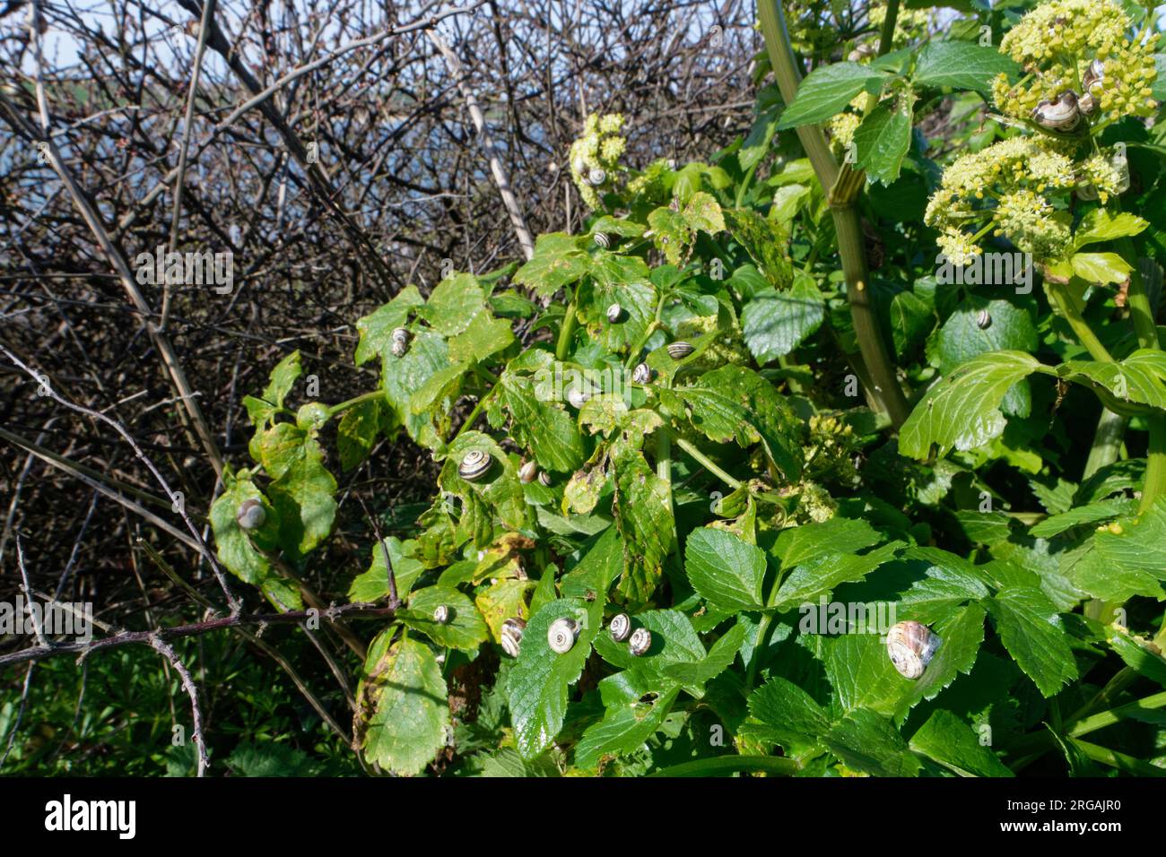 Lumache bianche italiane / Sandhill (Theba pisana) una specie invasiva nel Regno Unito, che si occupa di nutrire sulle foglie di Alexanders (Smyrnium olusatrum) da un sentiero costiero, Regno Unito Foto Stock