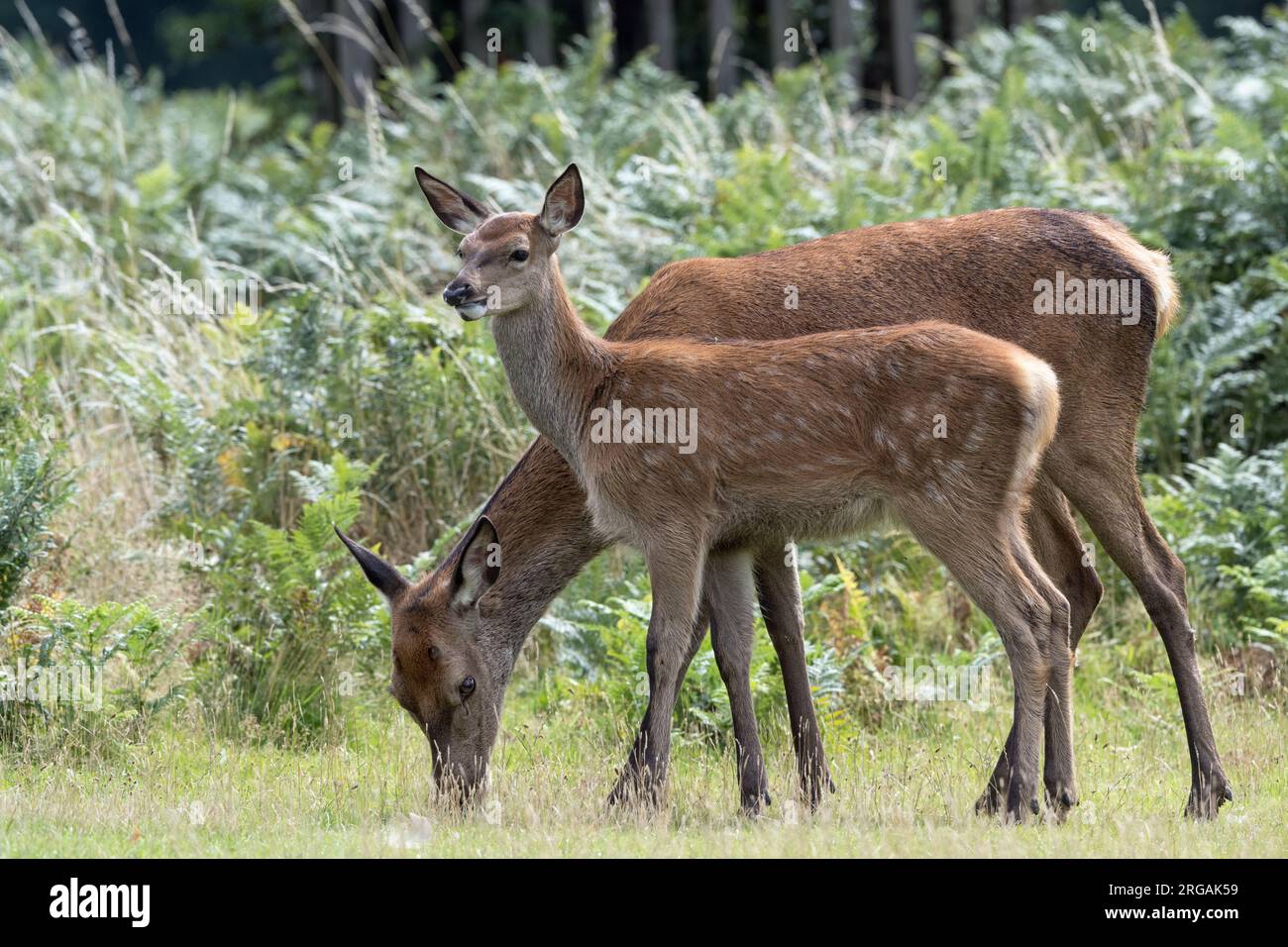 Adulti e giovani che pascolano cervi in un parco del Surrey Foto Stock