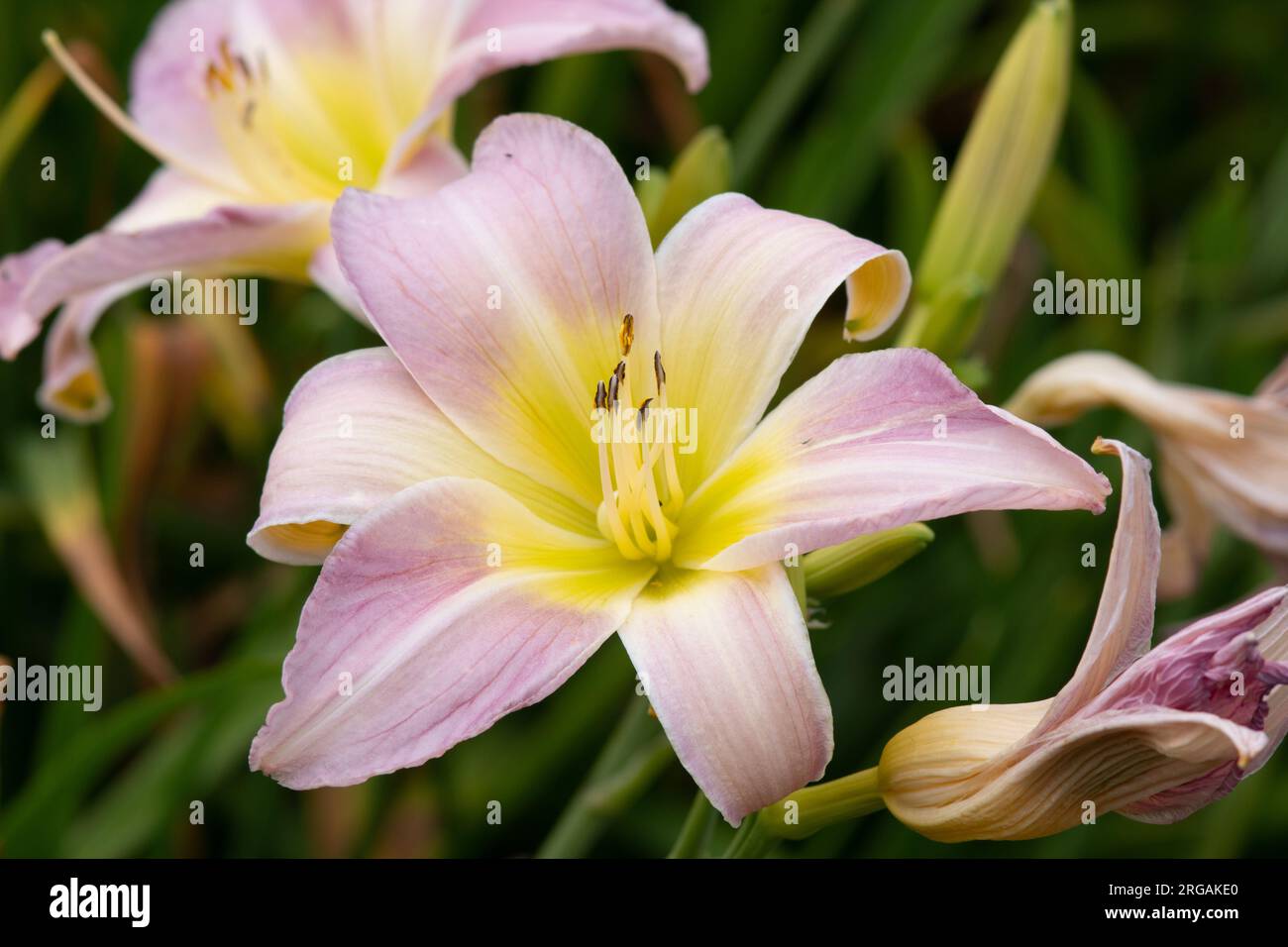 Hemerocallis 'Catherine Woodbery' Foto Stock