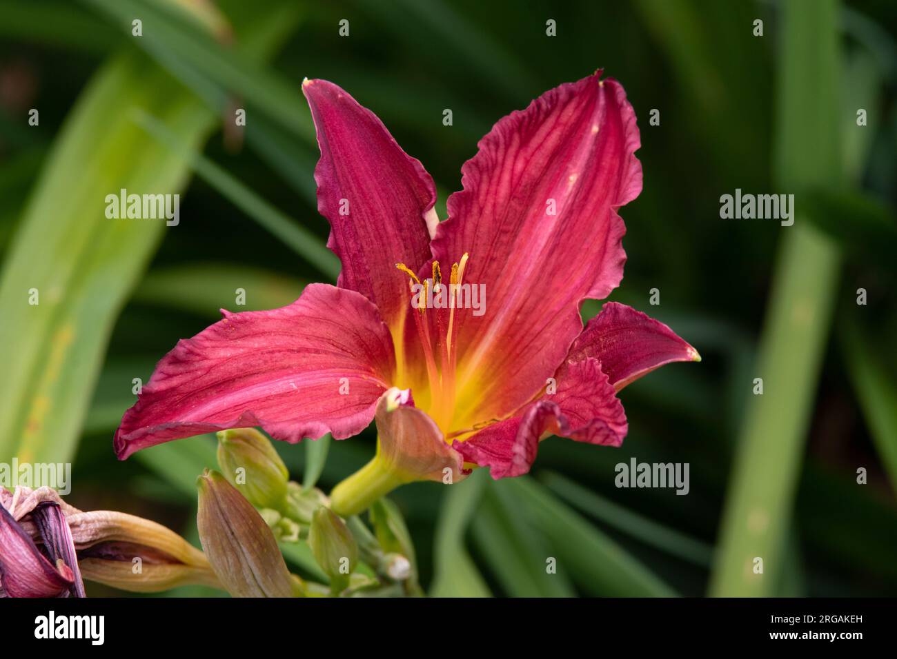 Hemerocallis "Bourbon Kings" Foto Stock