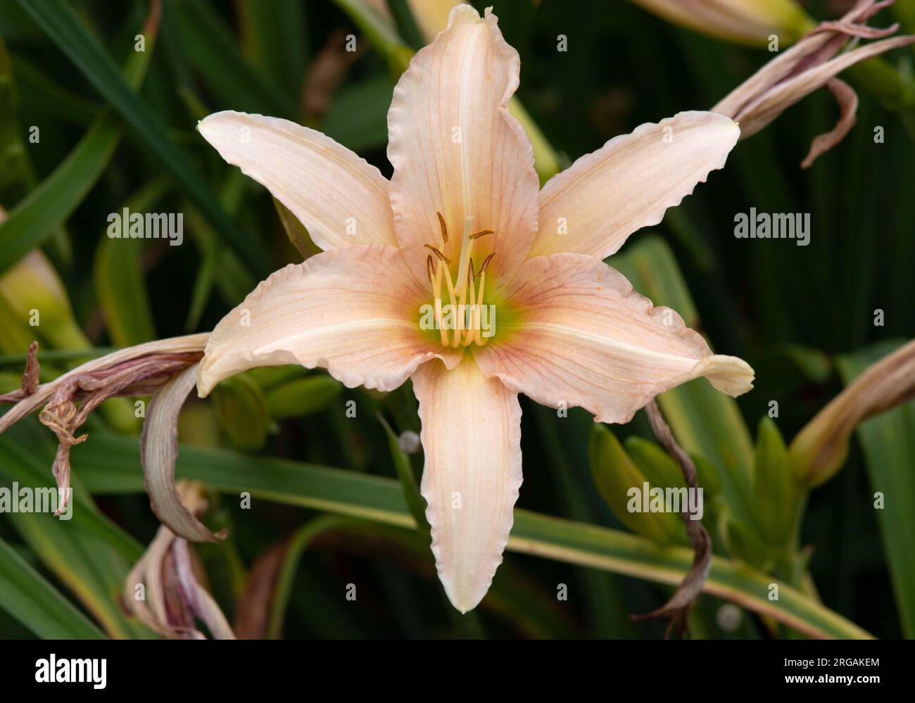 Hemerocallis "Luxury Lace" Foto Stock