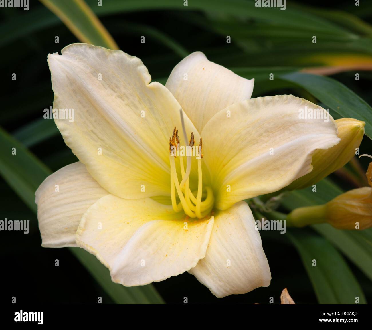 Hemerocallis Luna gigante Foto Stock