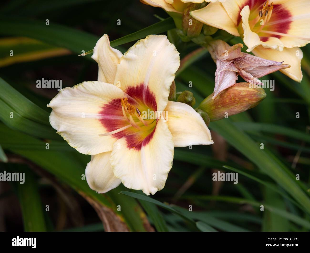 Hemerocallis "vaso di Pandora" Foto Stock