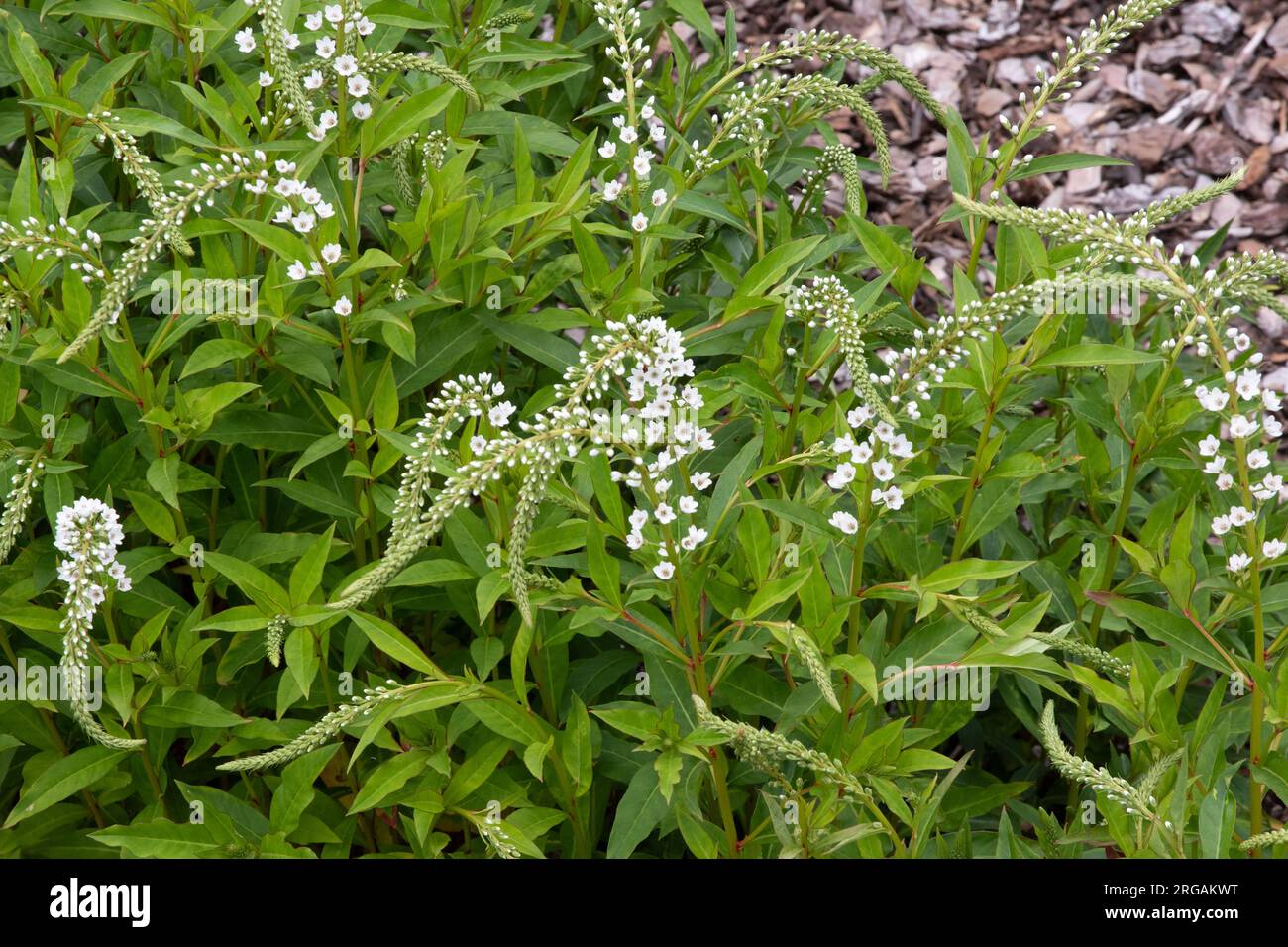 Candele da neve Lysimachia Foto Stock