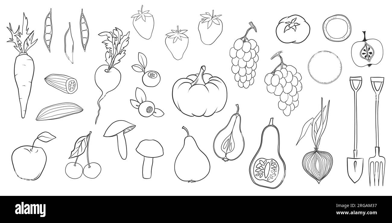 Set di frutta, verdura, frutti di bosco e funghi. Illustrazione del vettore di cibo sano. Illustrazione Vettoriale