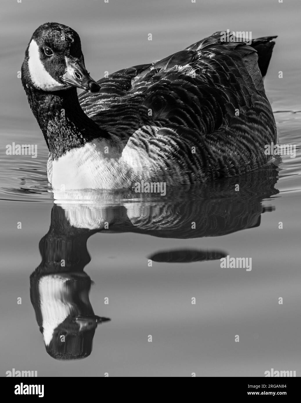 Oca del Canada Foto Stock