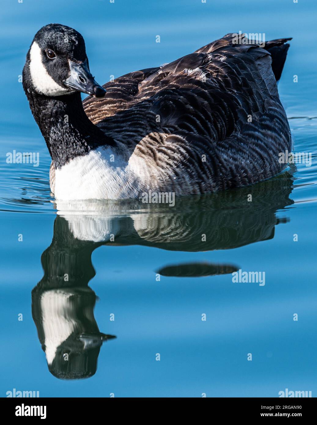 Oca del Canada Foto Stock