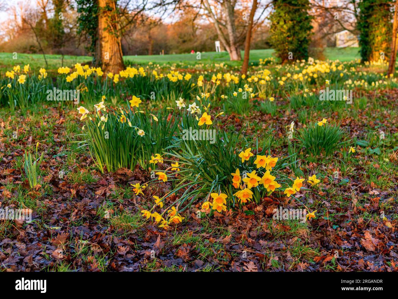Giunchiglie a sunrise. Foto Stock