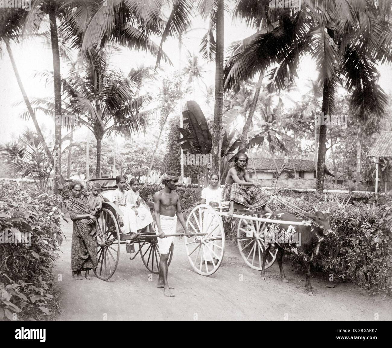 1880's india o Ceylon (Sri Lanka) - carrello bullock - modi di trasporto. Foto Stock