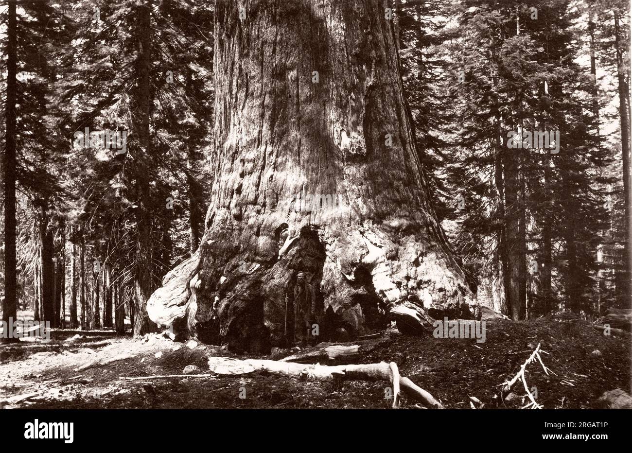 Fotografia d'epoca del XIX secolo - Grizzle Gigante, sequoia gigante, Mariposa Grove, Wawona, California, Stati Uniti, nella parte più meridionale del Parco Nazionale di Yosemite. In primo piano è Galen Clark (28 marzo 1814 - 24 marzo 1910), il primo europeo americano a scoprire il Mariposa Grove, ed è noto per il suo ruolo nell'ottenere la legislazione per proteggere Yosemite. Per 24 anni è stata custode del Parco Nazionale di Yosemite. Foto Stock