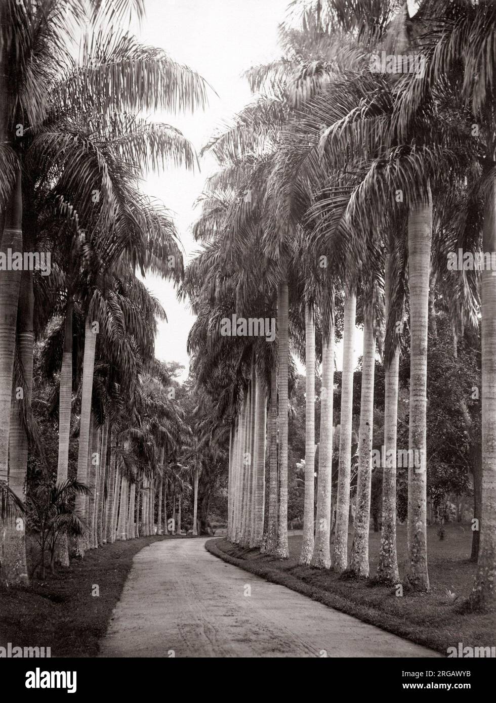 Gli alberi di palma, Giardini Botanici, Ceylon (Sri Lanka) c.1880's Foto Stock