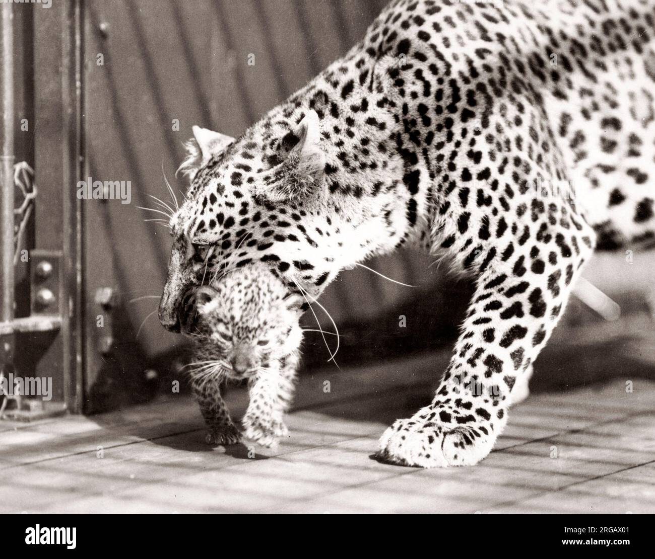 Primo leopard cuccioli nati in Inghilterra, Chessington Zoo, 1934 Foto Stock