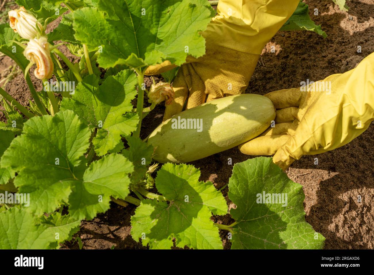 Le mani in guanti di gomma tengono le zucchine coltivate in giardino, la zucca. Piante o colture con ombra notturna Foto Stock