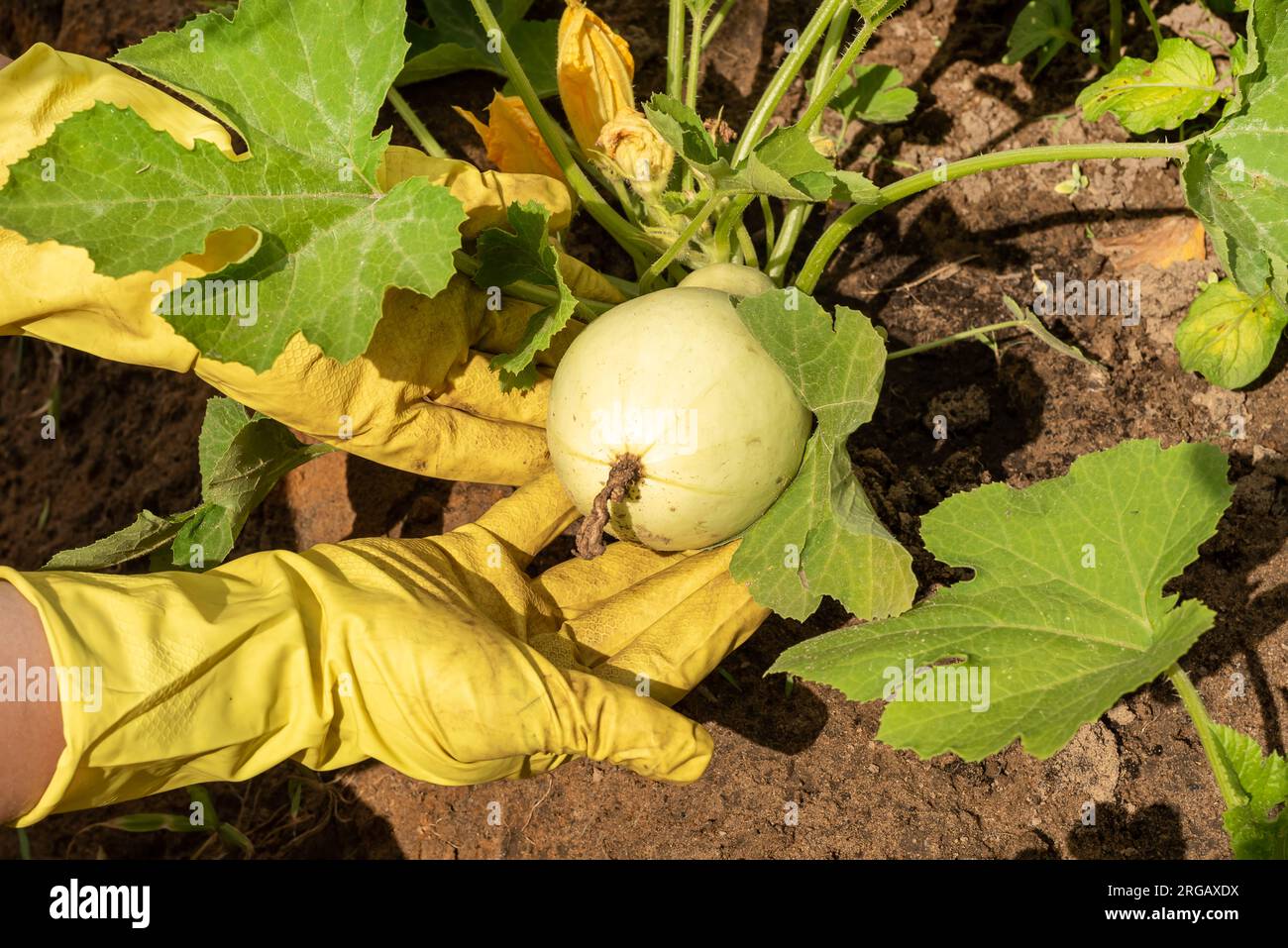 Le mani in guanti di gomma tengono le zucchine coltivate in giardino, la zucca. Piante o colture con ombra notturna Foto Stock