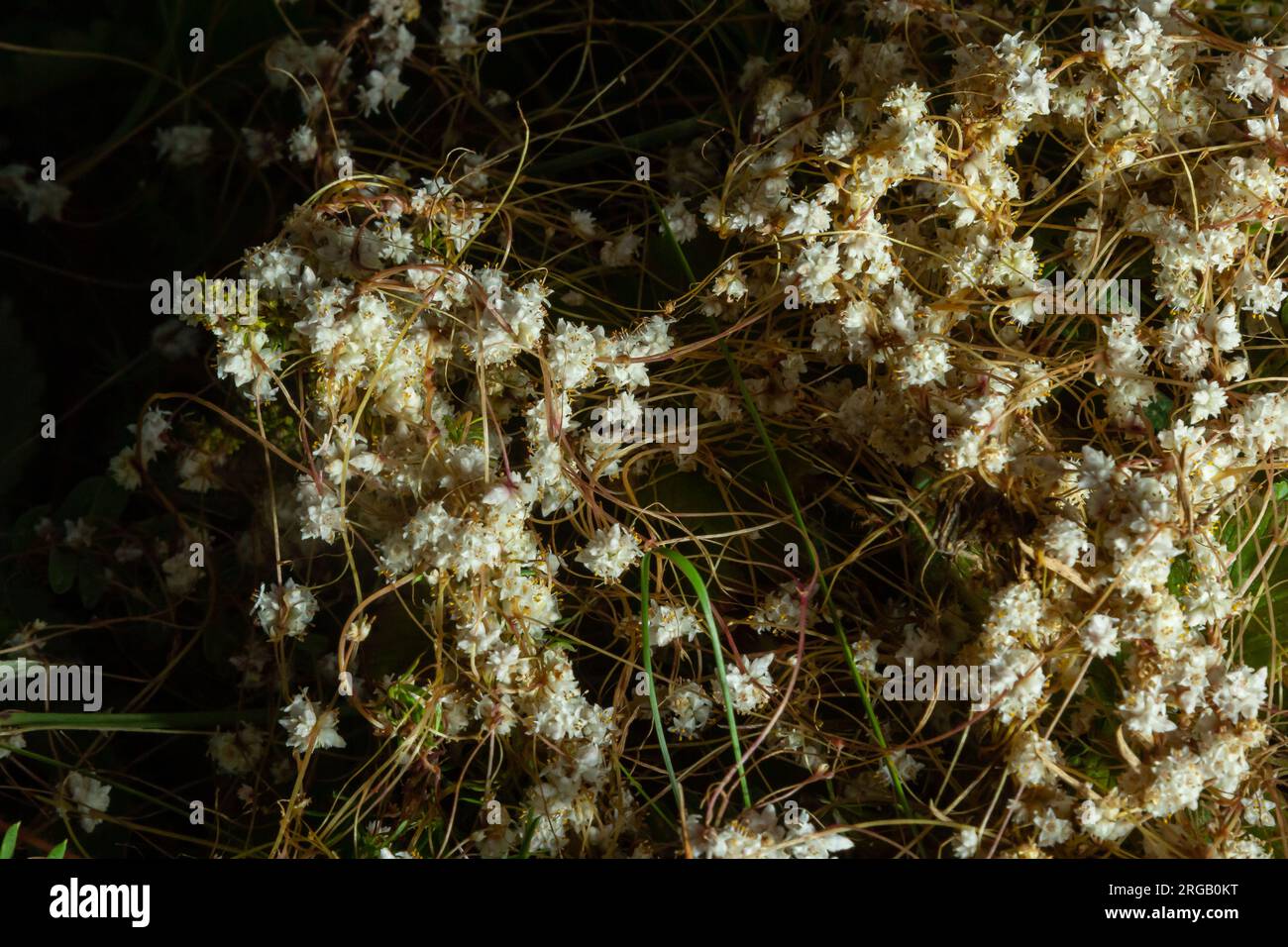 Flora di Gran Canaria - fili-come gli steli aggrovigliati di Cuscuta approssimata aka dodder parassita pianta macro naturale sfondo floreale. Foto Stock