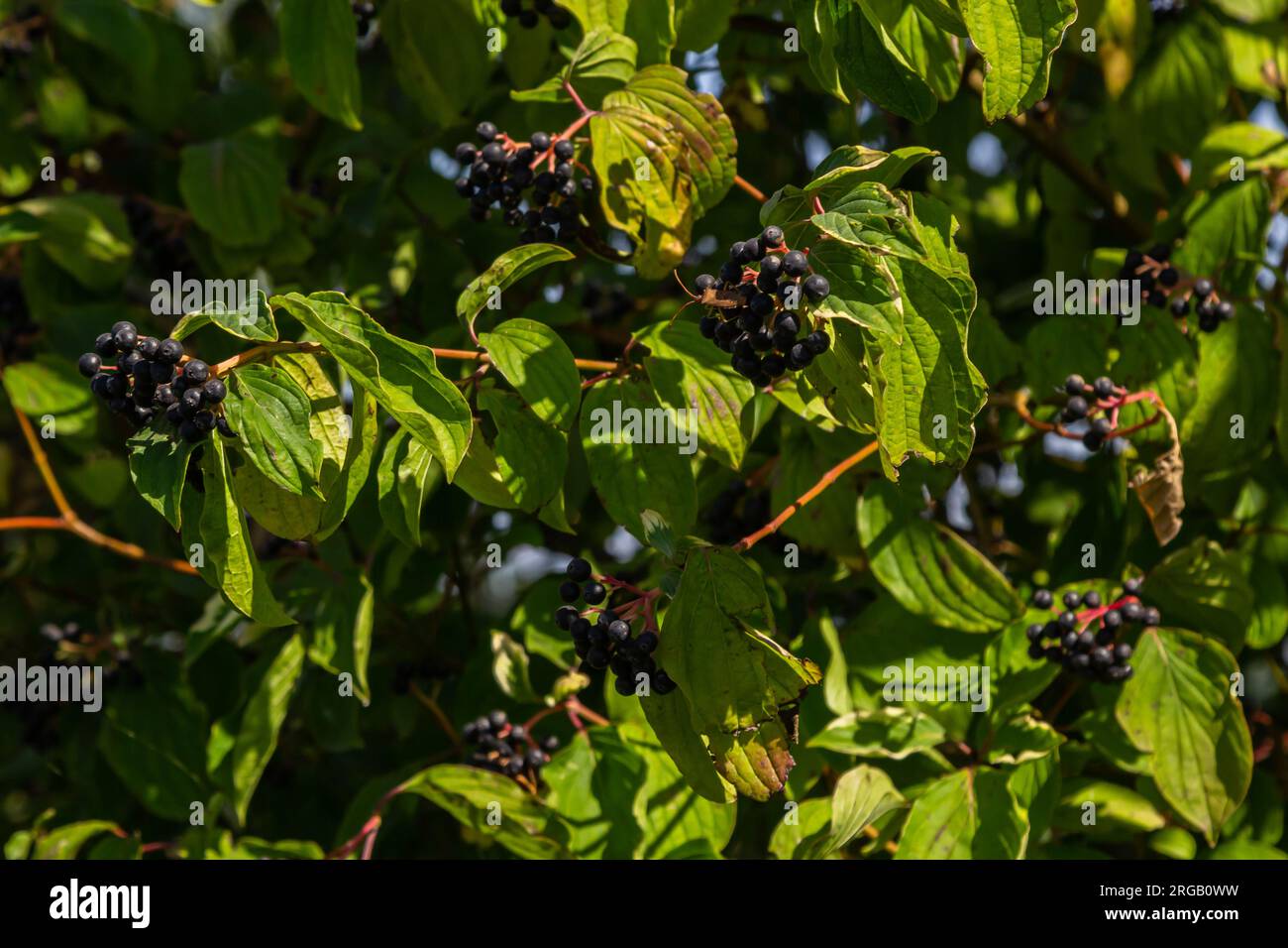 Cornus sanguinea è una pianta perenne della famiglia della zolla. Un arbusto alto con fiori piccoli e bacche nere immangiabili. Il tappeto erboso è cresciuto come ornamento Foto Stock