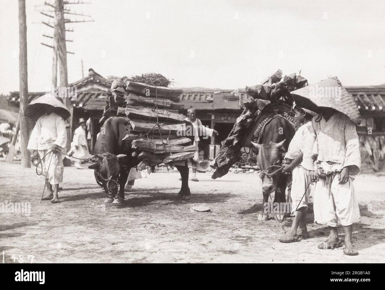 Inizio 20 ° secolo fotografia: Buoi trasporto legno, Corea, c.1910 Foto Stock