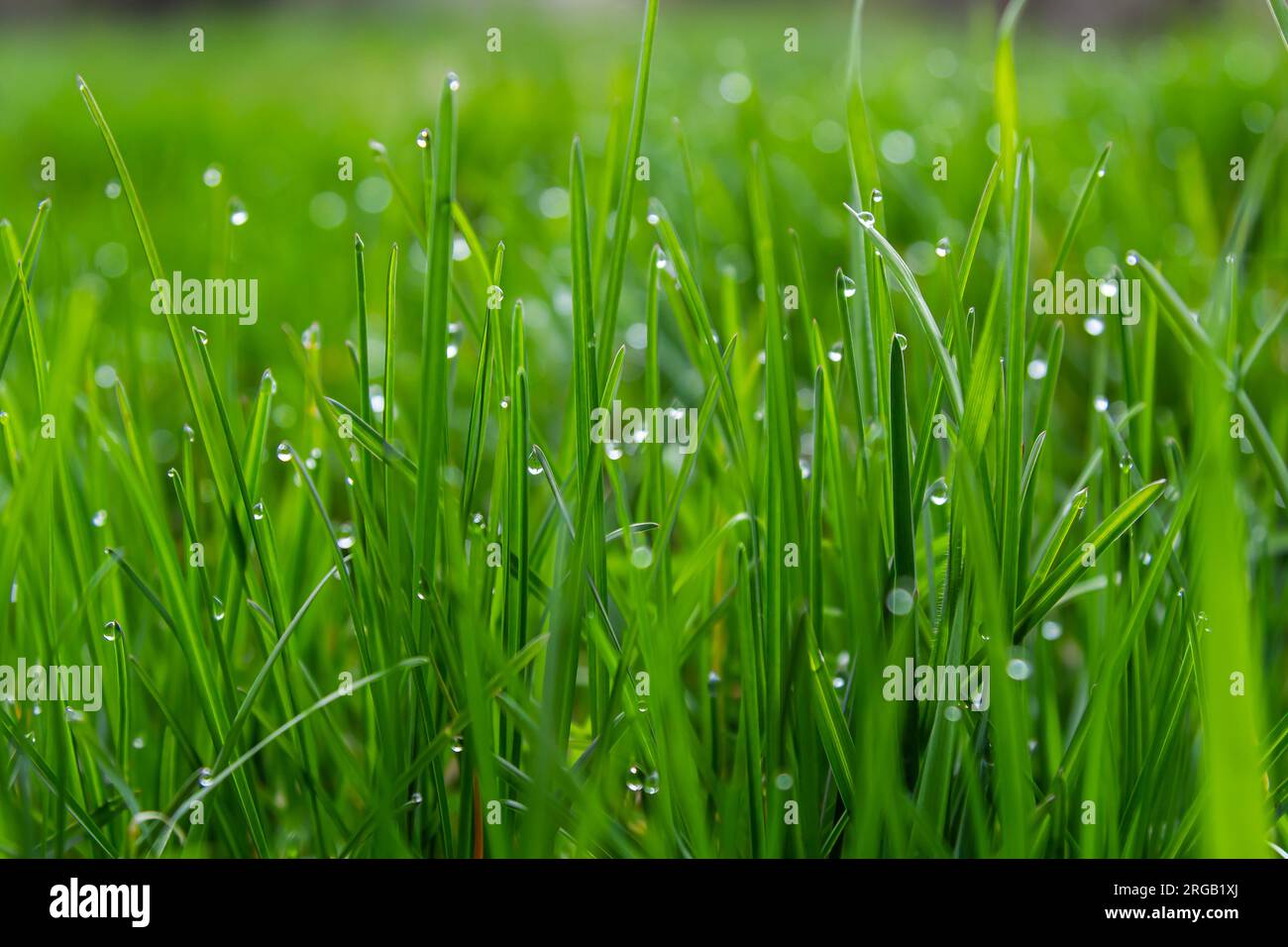 L'acqua cade sull'erba verde. Rugiada mattutina, innaffiatura piante. Gocce di umidità sulle foglie dopo la pioggia. Bello sfondo verde su un ecologico loro Foto Stock