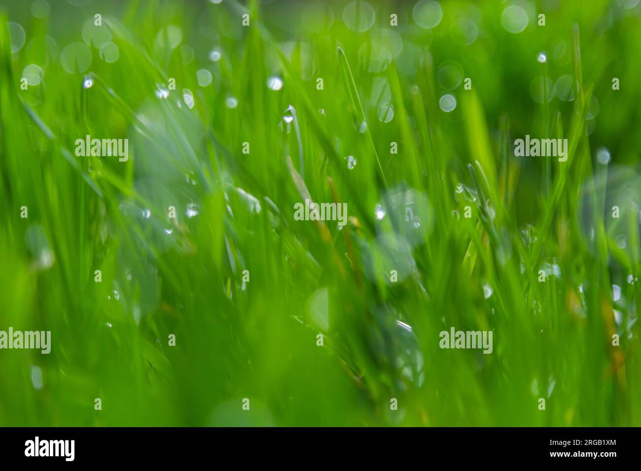 L'acqua cade sull'erba verde. Rugiada mattutina, innaffiatura piante. Gocce di umidità sulle foglie dopo la pioggia. Bello sfondo verde su un ecologico loro Foto Stock
