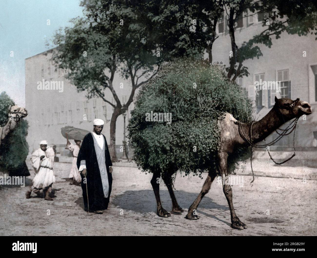 Cammello carico di trasporto, Cairo, Giappone, circa 1890's Vintage fine 19th ° secolo fotografia Foto Stock